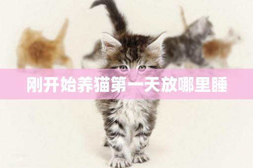 剛開始養貓第一天放哪里睡