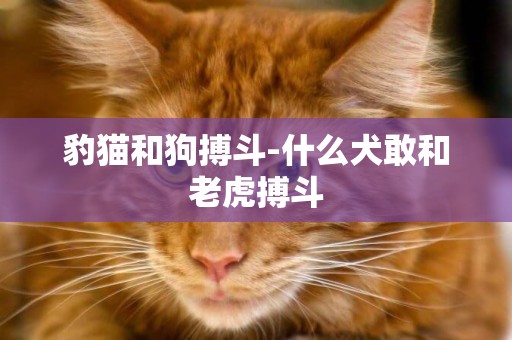 豹貓和狗搏斗-什么犬敢和老虎搏斗