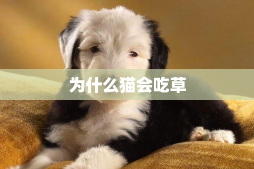 為什么貓會吃草
