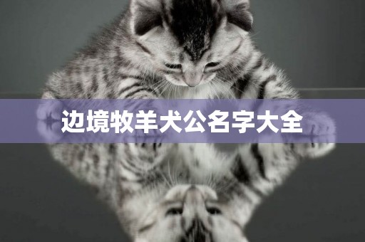 邊境牧羊犬公名字大全