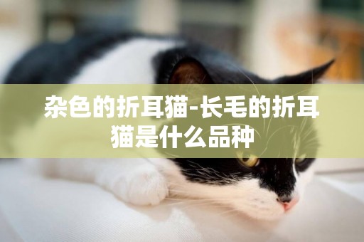 雜色的折耳貓-長毛的折耳貓是什么品種