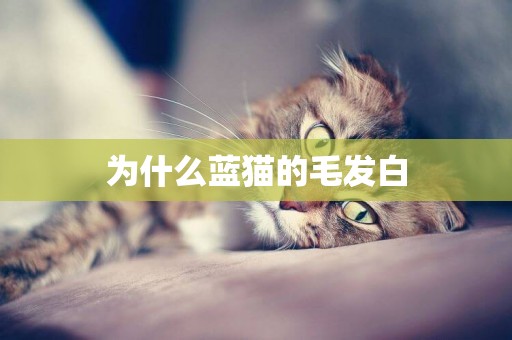 為什么藍貓的毛發白