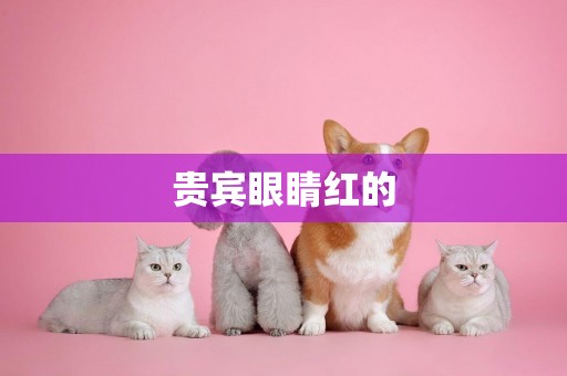 貴賓眼睛紅的