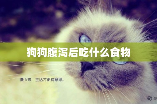 狗狗腹瀉后吃什么食物