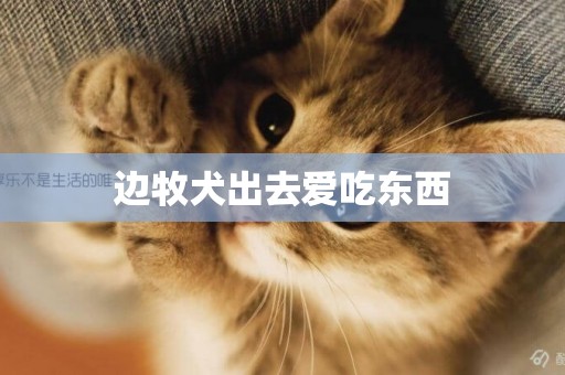 邊牧犬出去愛吃東西