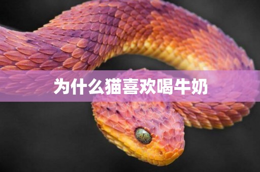 為什么貓喜歡喝牛奶