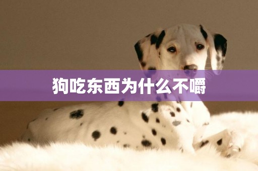 狗吃東西為什么不嚼