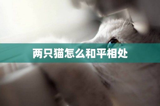 兩只貓怎么和平相處