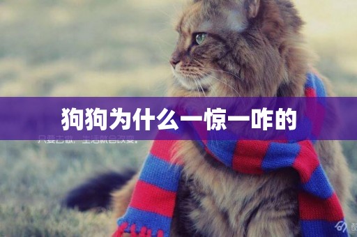 狗狗為什么一驚一咋的