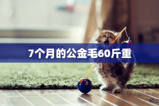 7個月的公金毛60斤重