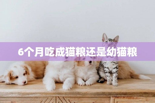 6個月吃成貓糧還是幼貓糧