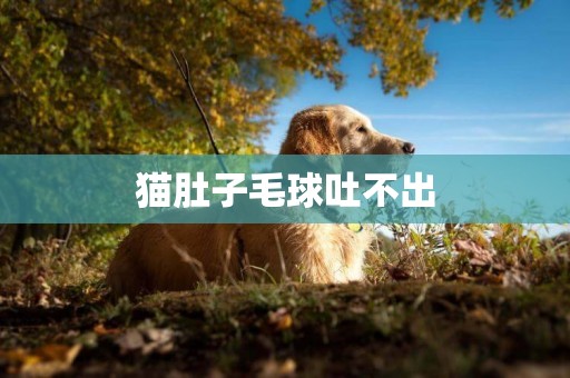 貓肚子毛球吐不出 貓肚子毛球吐不出
