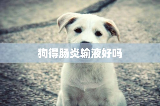 狗得腸炎輸液好嗎