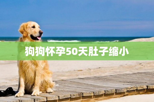 狗狗懷孕50天肚子縮小