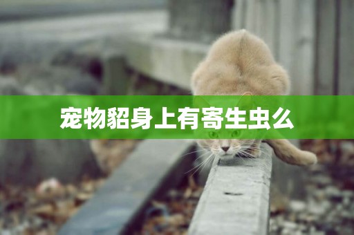 寵物貂身上有寄生蟲么