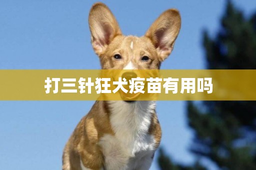 打三針狂犬疫苗有用嗎