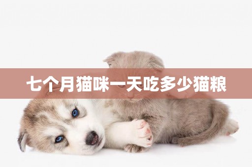 七個月貓咪一天吃多少貓糧