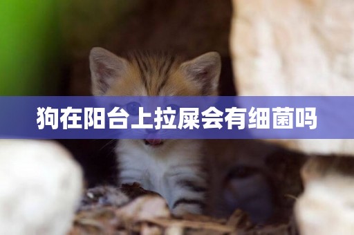 狗在陽臺上拉屎會有細菌嗎
