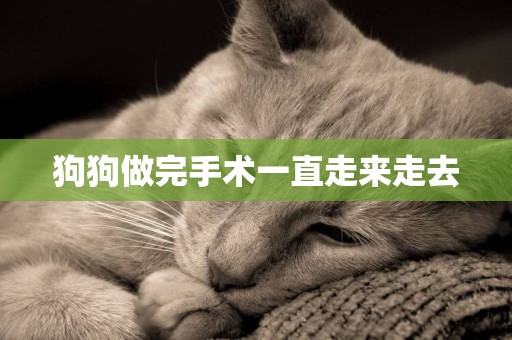 狗狗做完手術一直走來走去