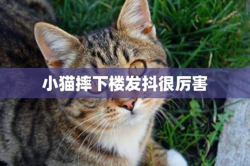 小貓摔下樓發抖很厲害