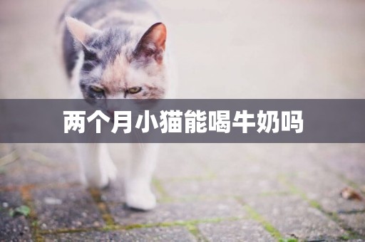兩個月小貓能喝牛奶嗎