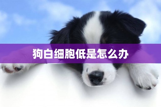 狗白細胞低是怎么辦