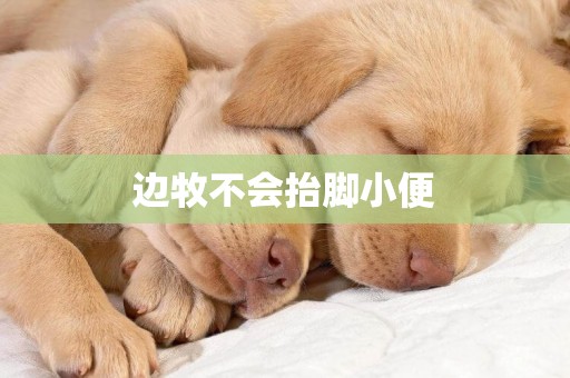 邊牧不會抬腳小便