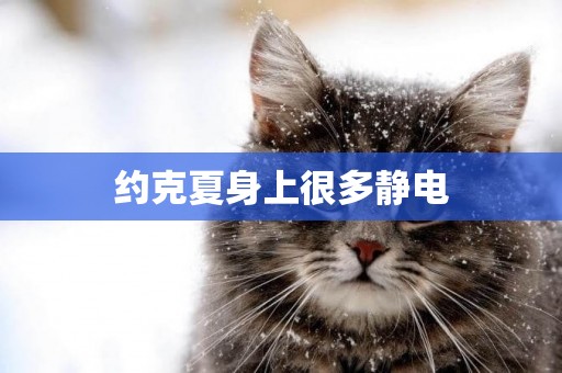 約克夏身上很多靜電