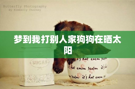 夢到我打別人家狗狗在曬太陽