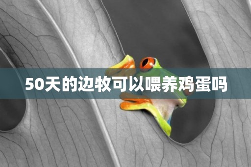 50天的邊牧可以喂養雞蛋嗎