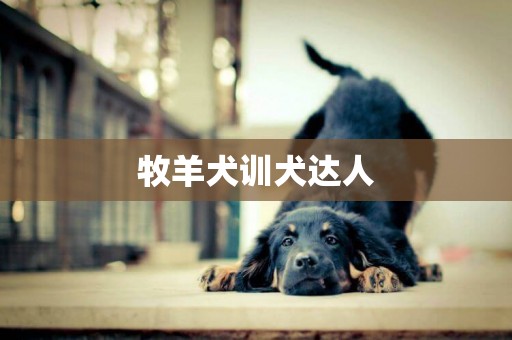 牧羊犬訓犬達人