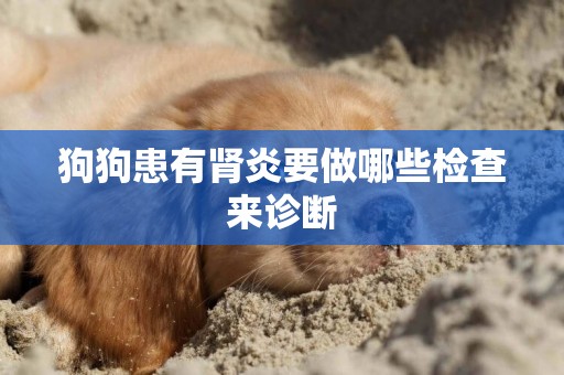 狗狗患有腎炎要做哪些檢查來診斷