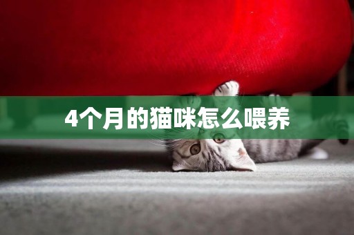 4個月的貓咪怎么喂養