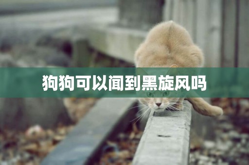 狗狗可以聞到黑旋風嗎
