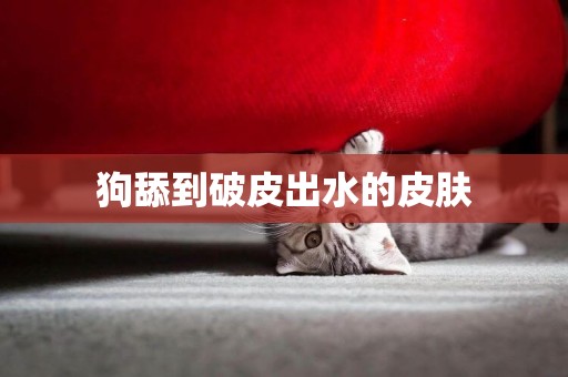 狗舔到破皮出水的皮膚