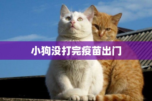 小狗沒打完疫苗出門