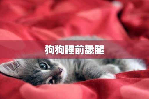 狗狗睡前舔腿