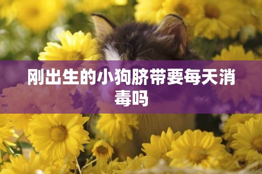 剛出生的小狗臍帶要每天消毒嗎