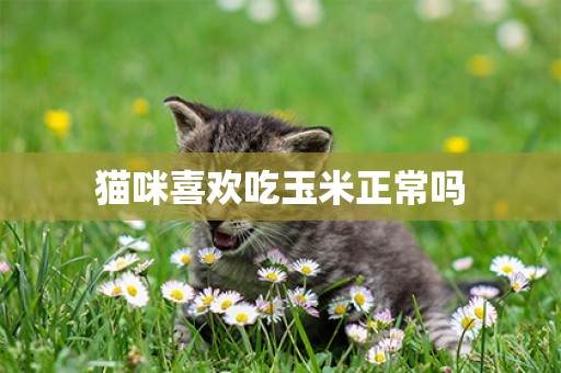 貓咪喜歡吃玉米正常嗎