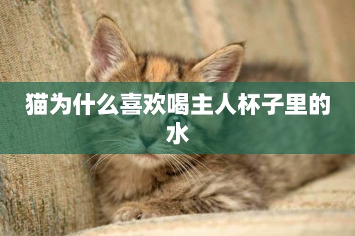 貓為什么喜歡喝主人杯子里的水