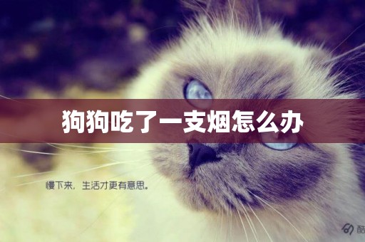狗狗吃了一支煙怎么辦