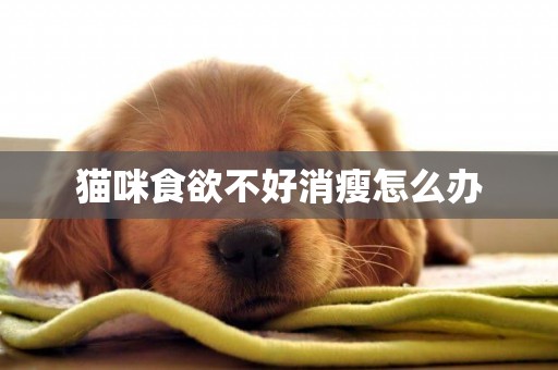 貓咪食欲不好消瘦怎么辦