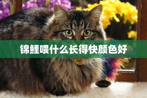 錦鯉喂什么長得快顏色好
