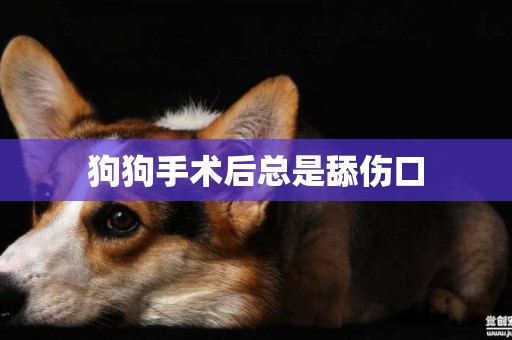 狗狗手術后總是舔傷口