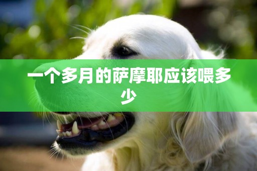 一個多月的薩摩耶應該喂多少
