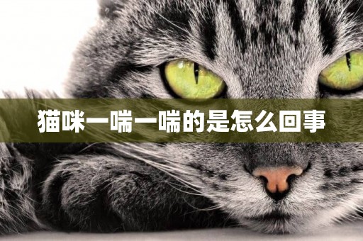 貓咪一喘一喘的是怎么回事