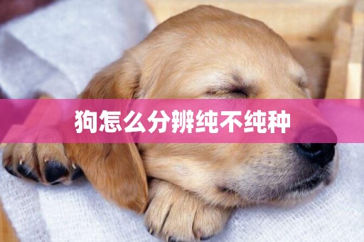 狗怎么分辨純不純種