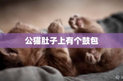 公貓肚子上有個鼓包