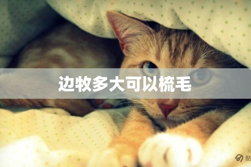邊牧多大可以梳毛