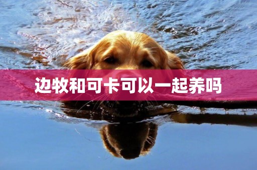 邊牧和可卡可以一起養嗎
